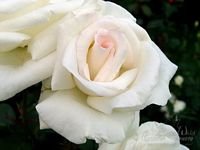 pic for rose white flower